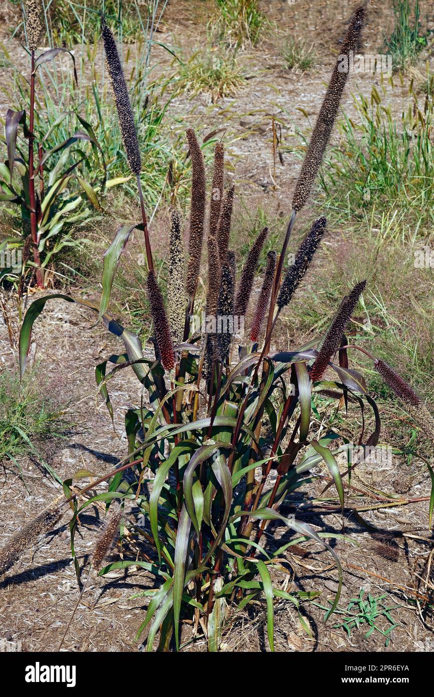 Jester ornamental millet (Cenchrus americanus 'Jester' Stock Photo Alamy