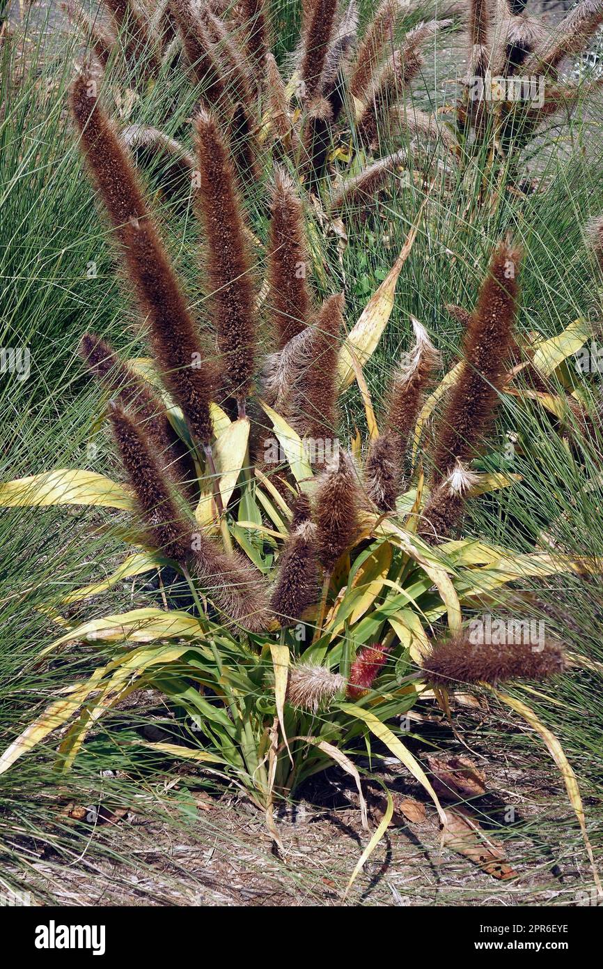Jade Princess ornamenta millet (Cenchrus americanus 'Jade Princess