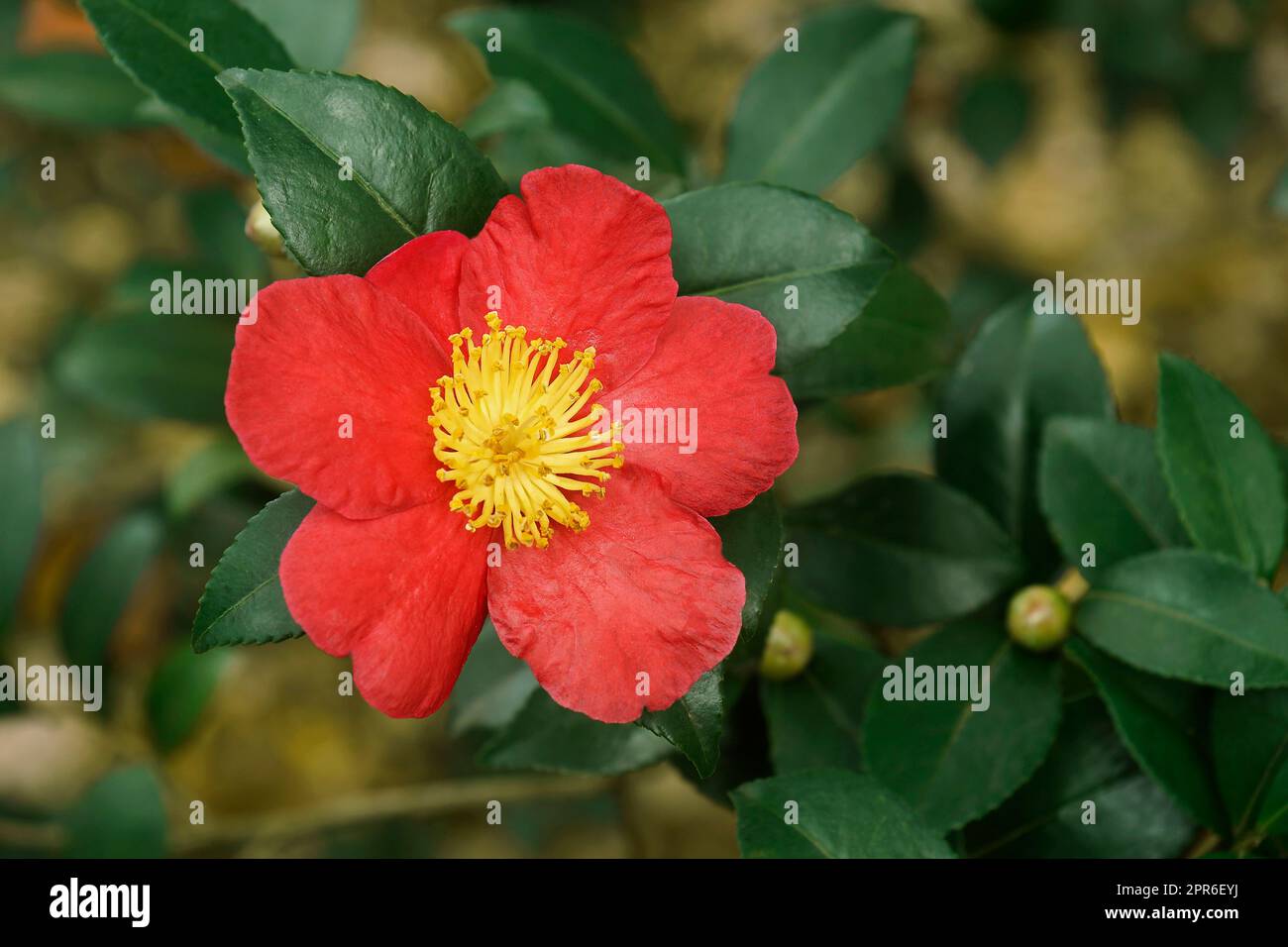 Close-up image of Yuletide camellia flower Stock Photo