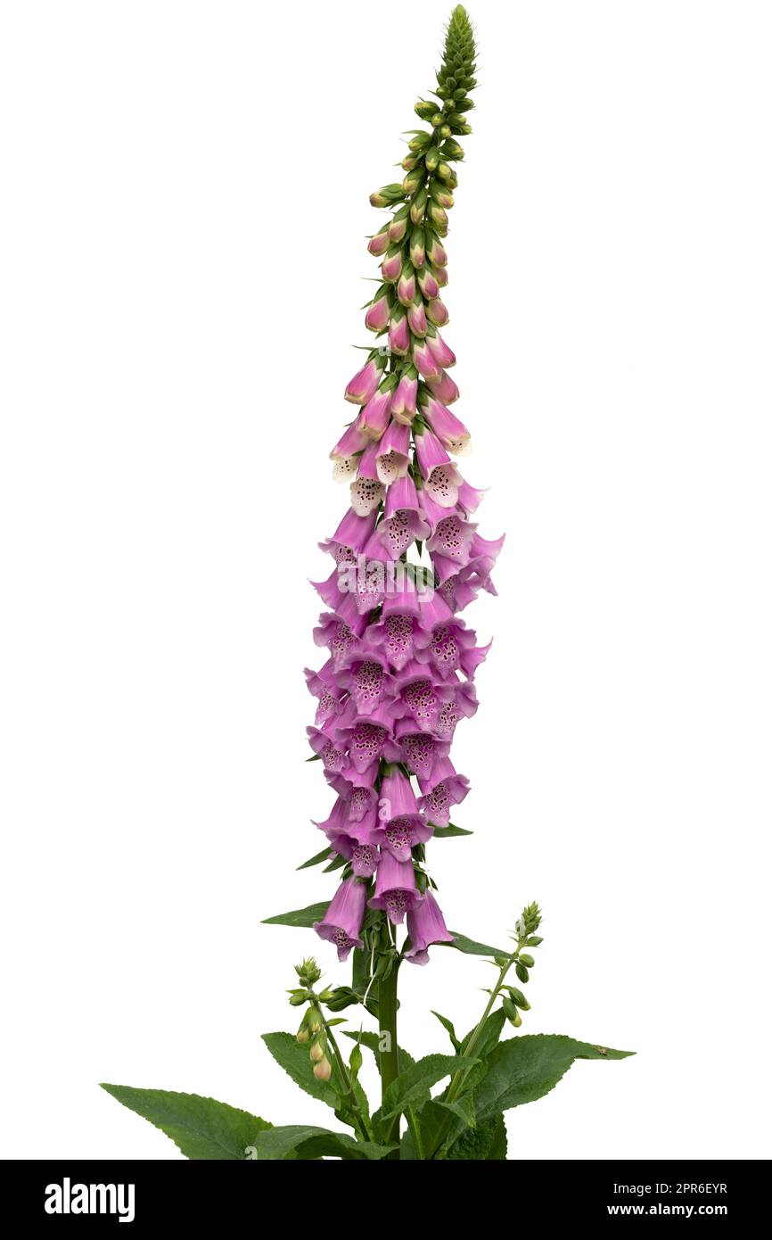 Blooming Digitalis plant isolated on white Stock Photo