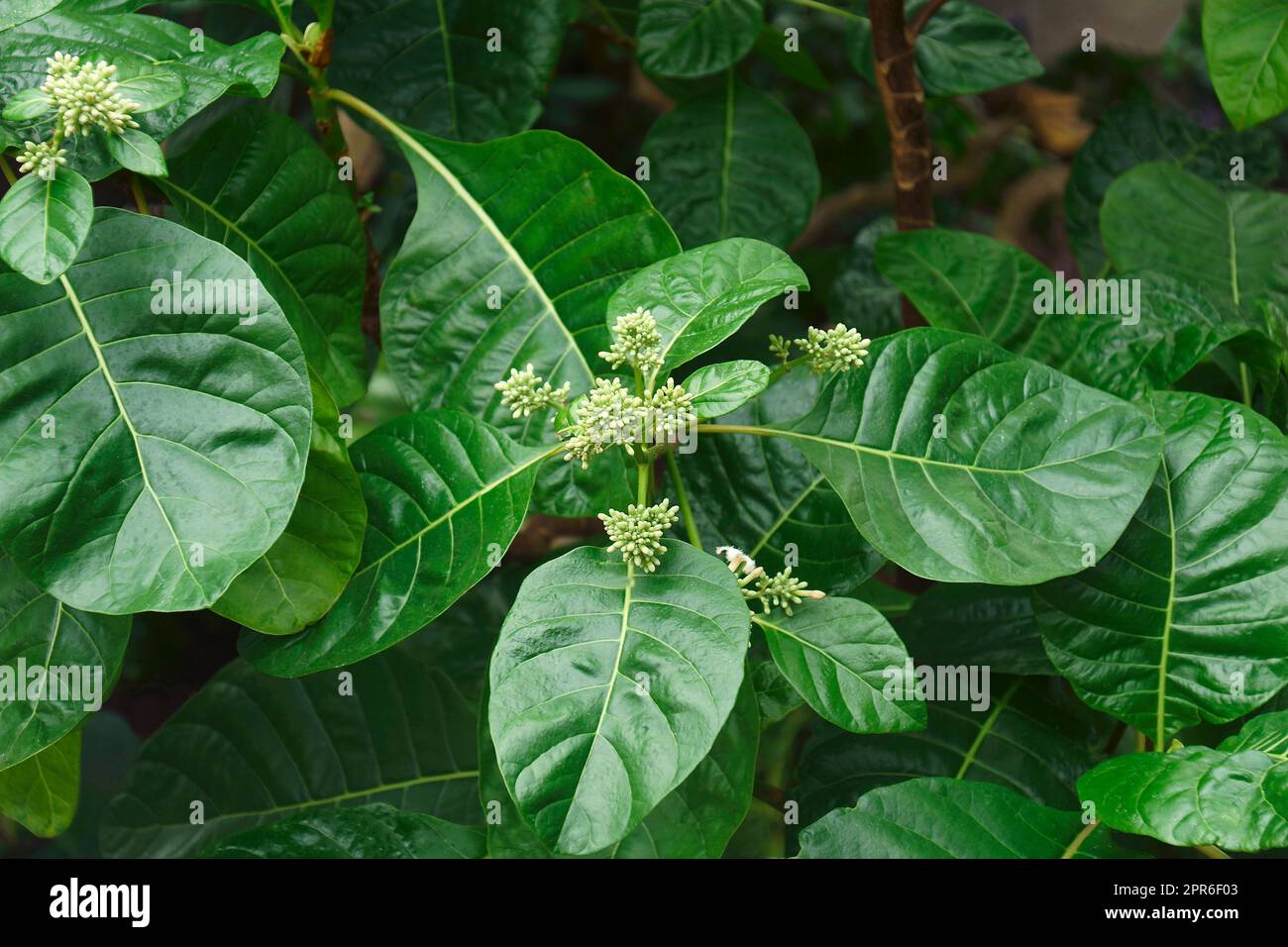 Cinchona (Cinchona officinalis). Called Fever tree also Stock Photo Alamy
