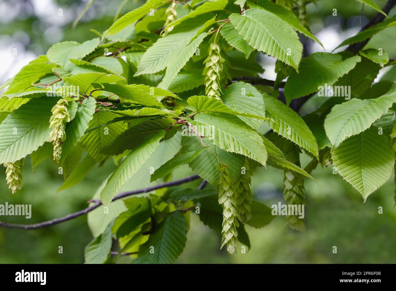 Close-up image of Bigleaf hornbeam leaves and fruits Stock Photo