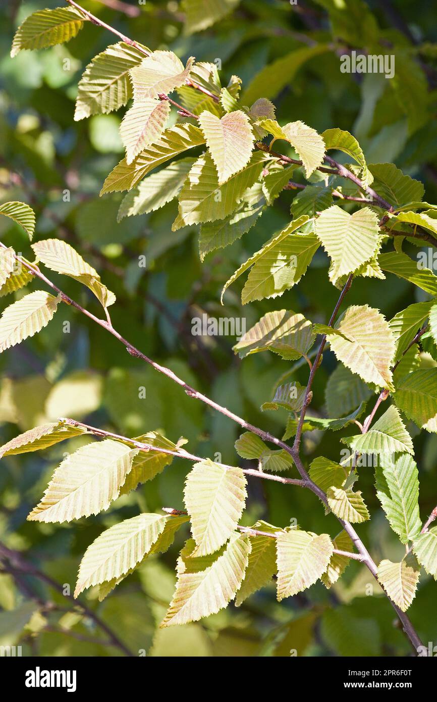 Close-up image of Frans Fontaine european hornbeam leaves Stock Photo