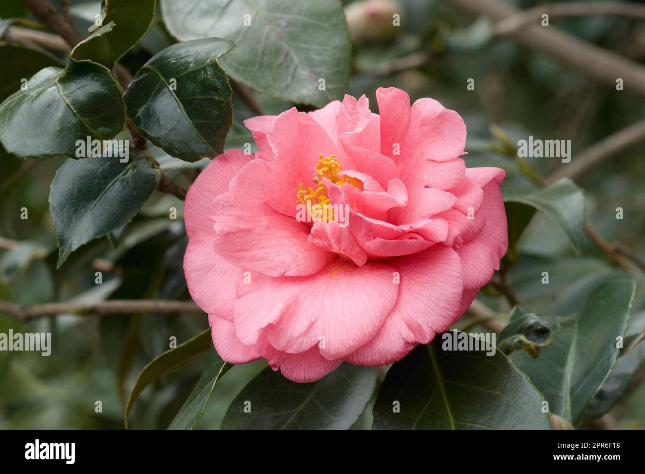 Close-up image of Faith variegated japanese camellia flower Stock Photo