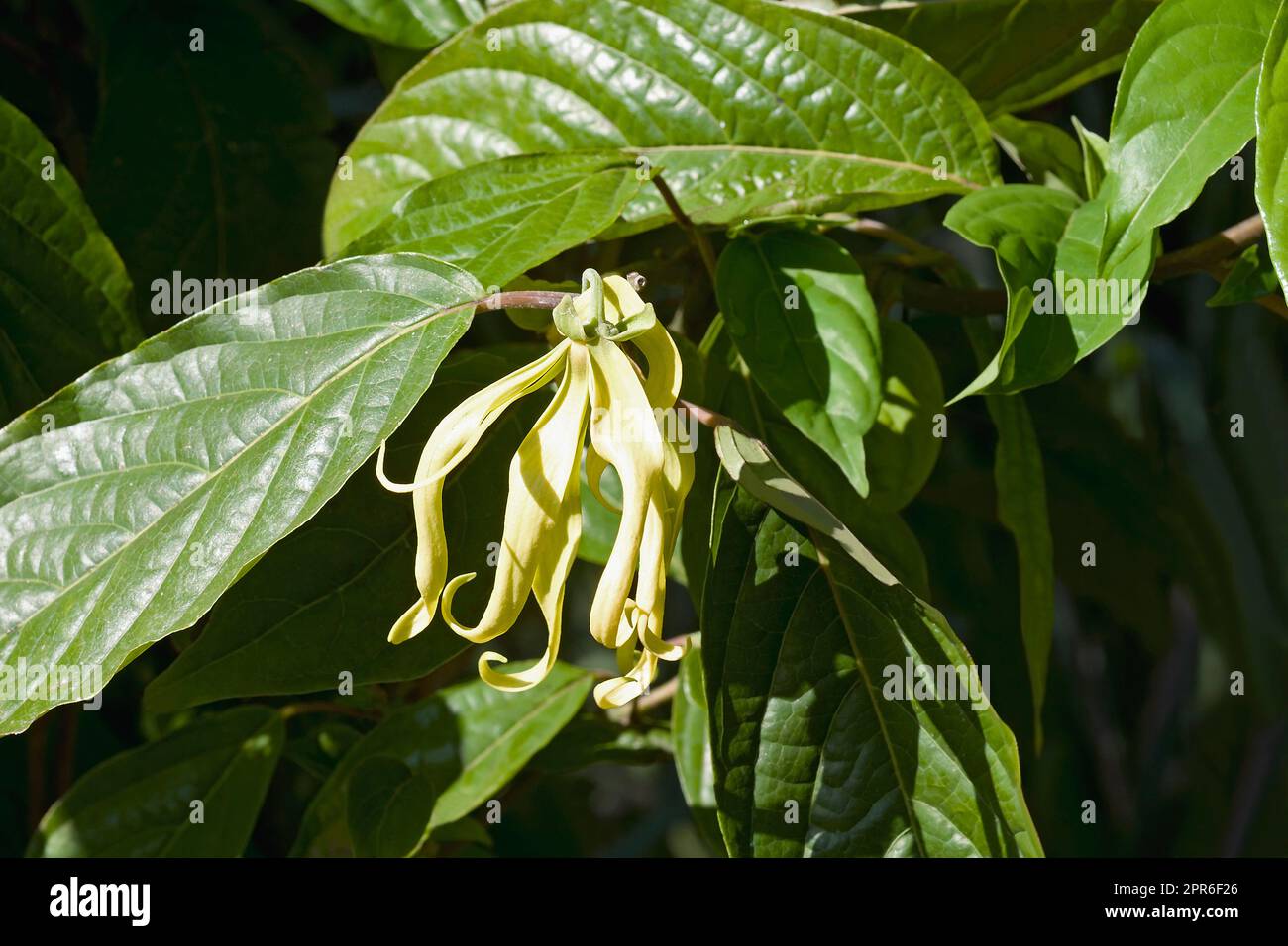 Close-up image of Cananga tree flower Stock Photo