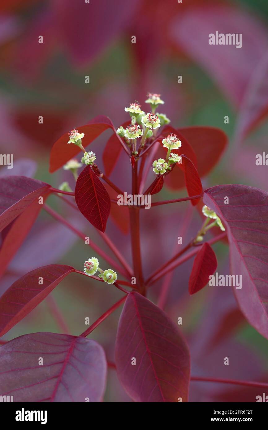 Close-up image of Burgundy wine caribbean copper plant flowers Stock Photo