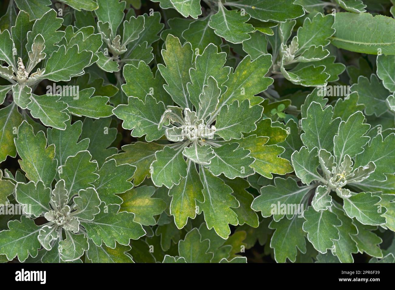 Close-up image of Gold and silver chrysanthemum plants Stock Photo