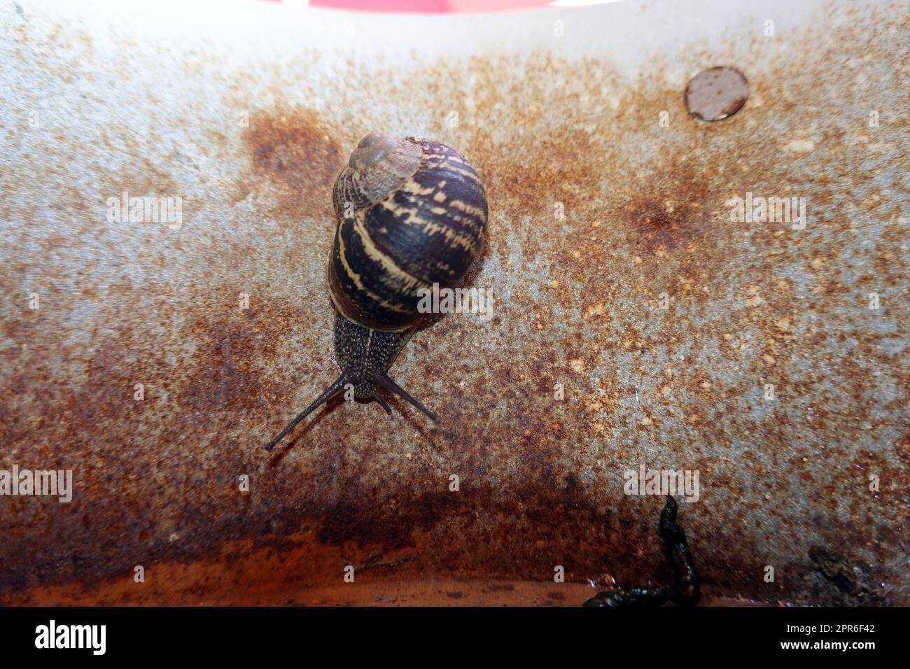 Gefleckte Weinbergschnecke Cornu aspersum Stock Photo Alamy
