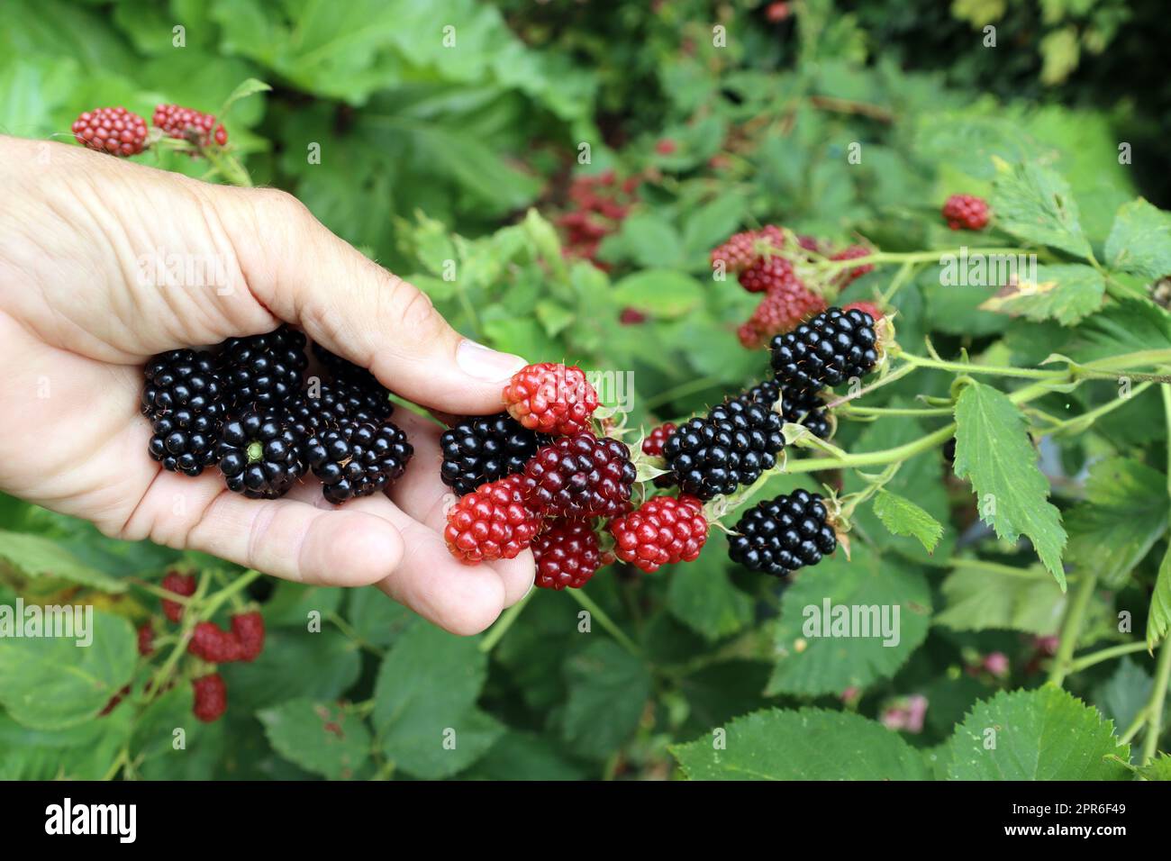 Brombeeren, Früchte in verschiedenen Stadien der Reifung Stock Photo