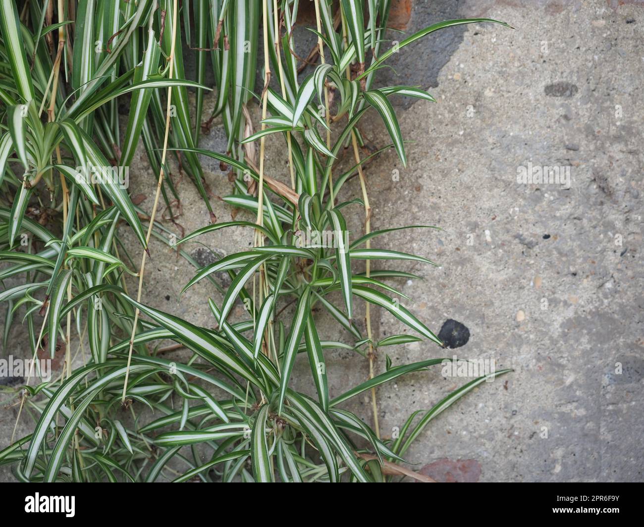 spider plant aka St Bernard lily plant scientific name Chlorophytum