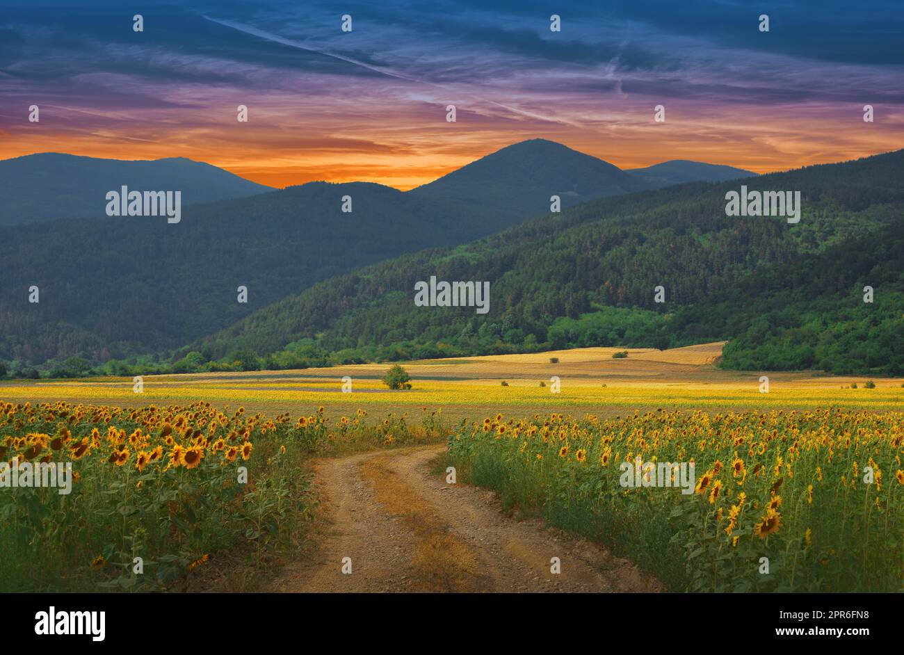 Beautiful Sunflower Field at Sunset.Landscape From a Sunflower Farm.Agricultural Landscape.Sunflowers Field Landscape.Orange Nature Background.Field of Blooming Sunflowers on a Background Sunset.Greeting Card Argiculture Concept.Art Photography Wallpaper. Stock Photo