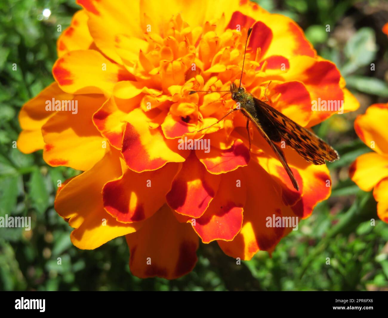 beautiful orange flower pollinated by a living nature butterfly Stock Photo
