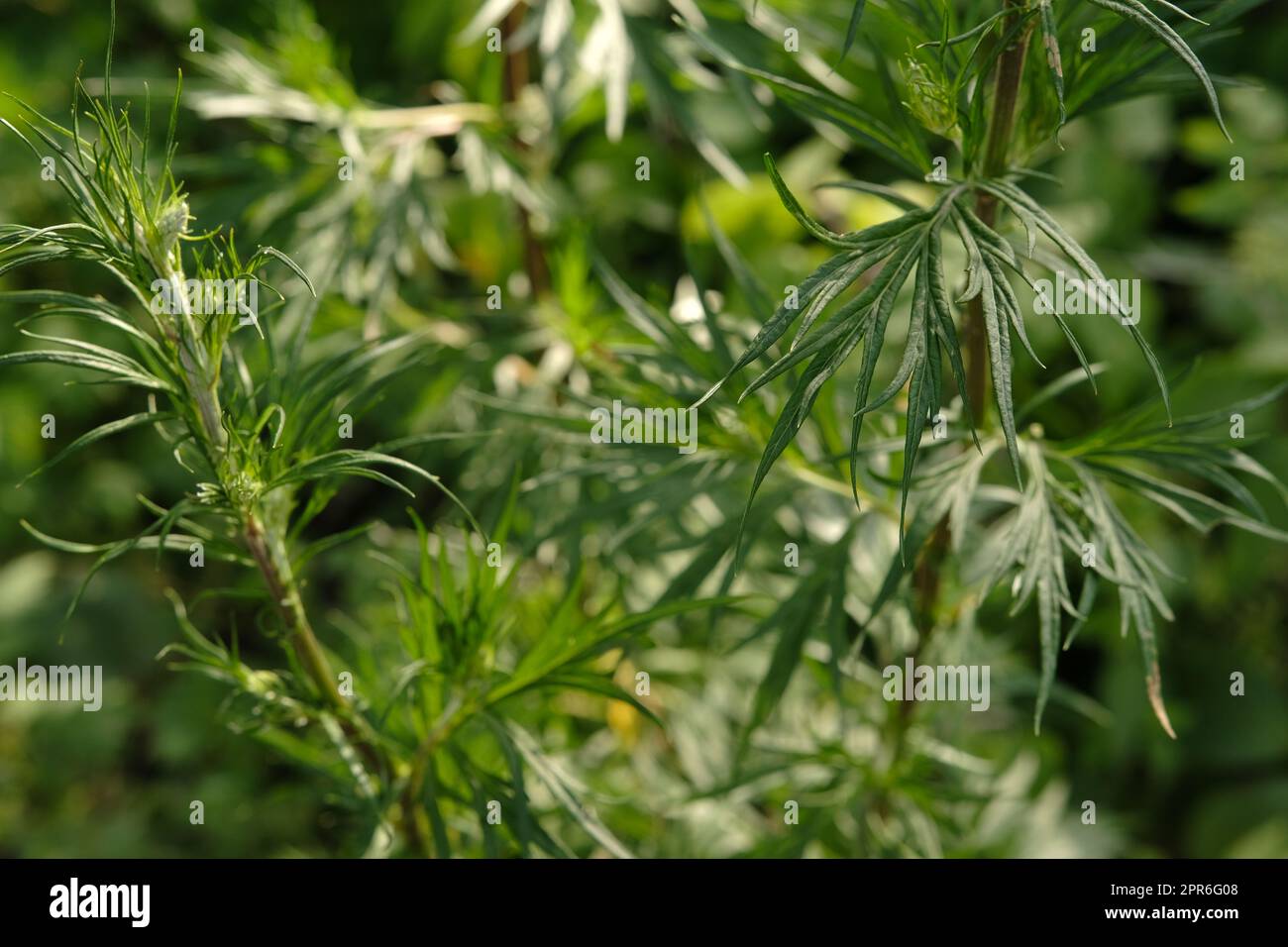 Artemisia annua hi-res stock photography and images - Alamy