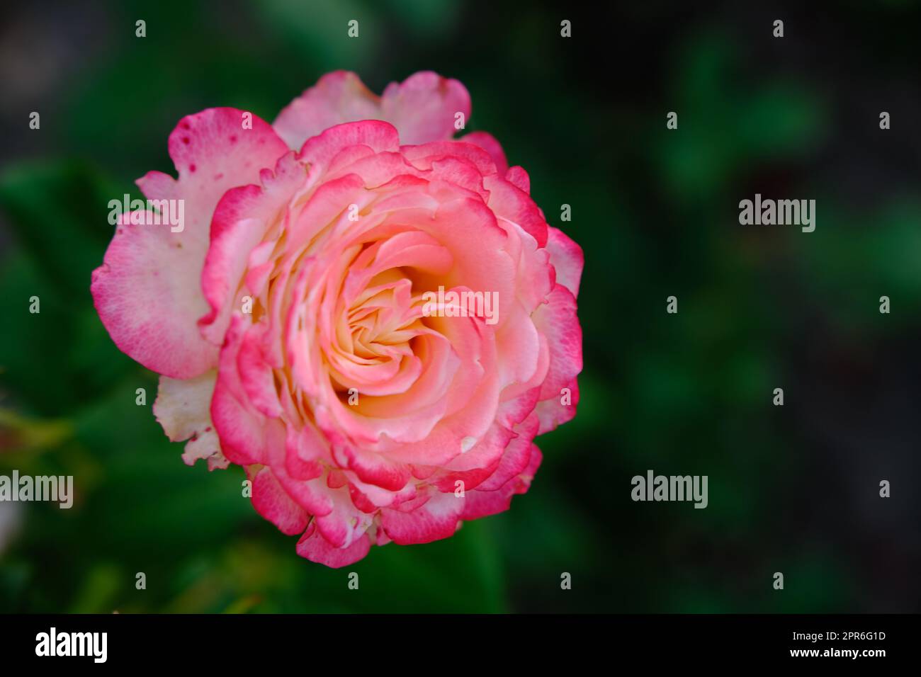 Soft pink roses on fresh green leaf background and bokeh blure with shallow depth of field. Soft focus. Stock Photo