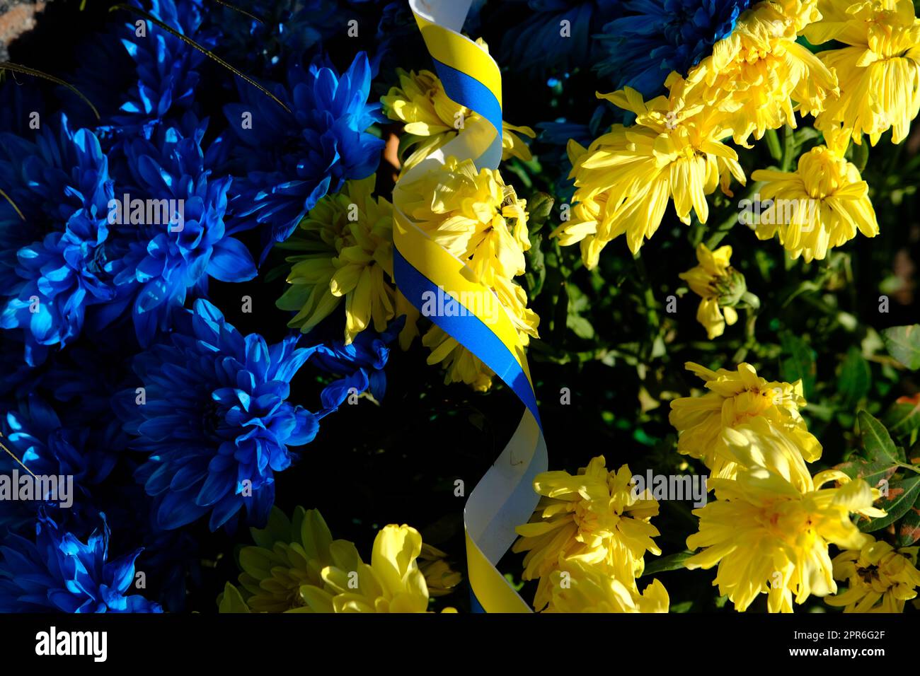 Blue and yellow stripes with colored flowers Ukraine flag, the war in