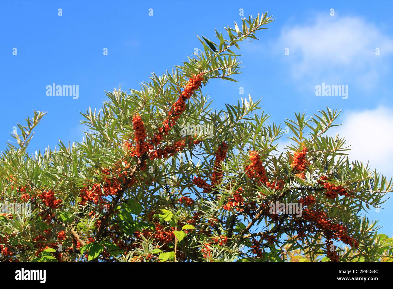 Sanddorn  common sea-buckthorn  (Hippophae rhamnoides) Stock Photo