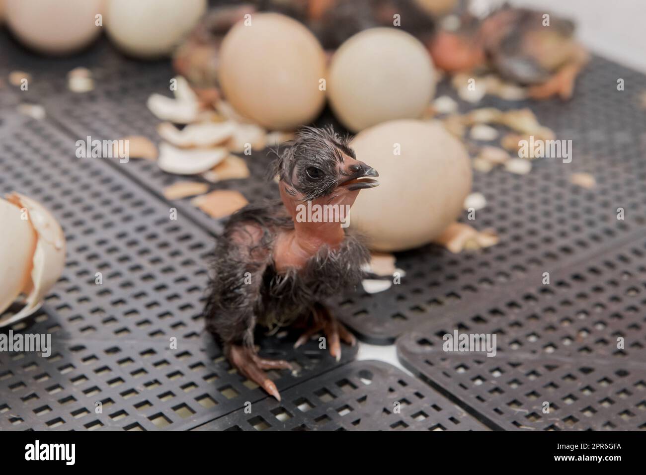 Close-up of dark newborn chick chicken little cute hen in hatching eggs in incubator, poultry farming. Stock Photo