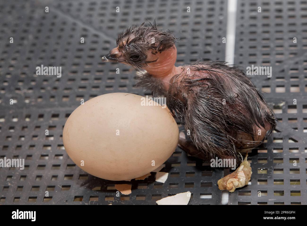 https://c8.alamy.com/comp/2PR6GFH/close-up-of-newborn-dark-cute-little-chick-next-to-hatching-egg-in-incubator-poultry-farming-2PR6GFH.jpg