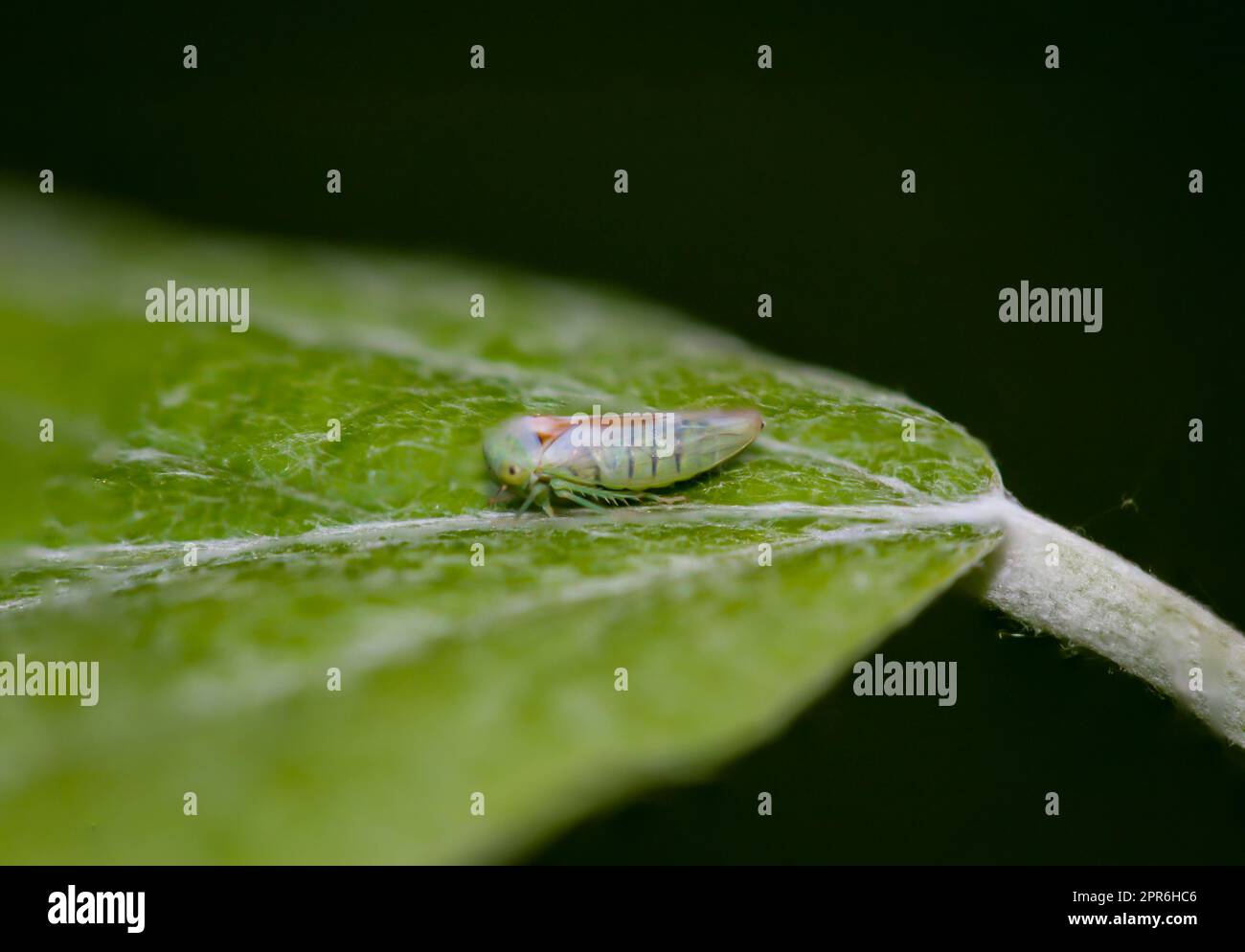 A small cicada on a leaf. Native to Germany. Close-up of a tiny Empoasca Species, a small green cicada. Stock Photo