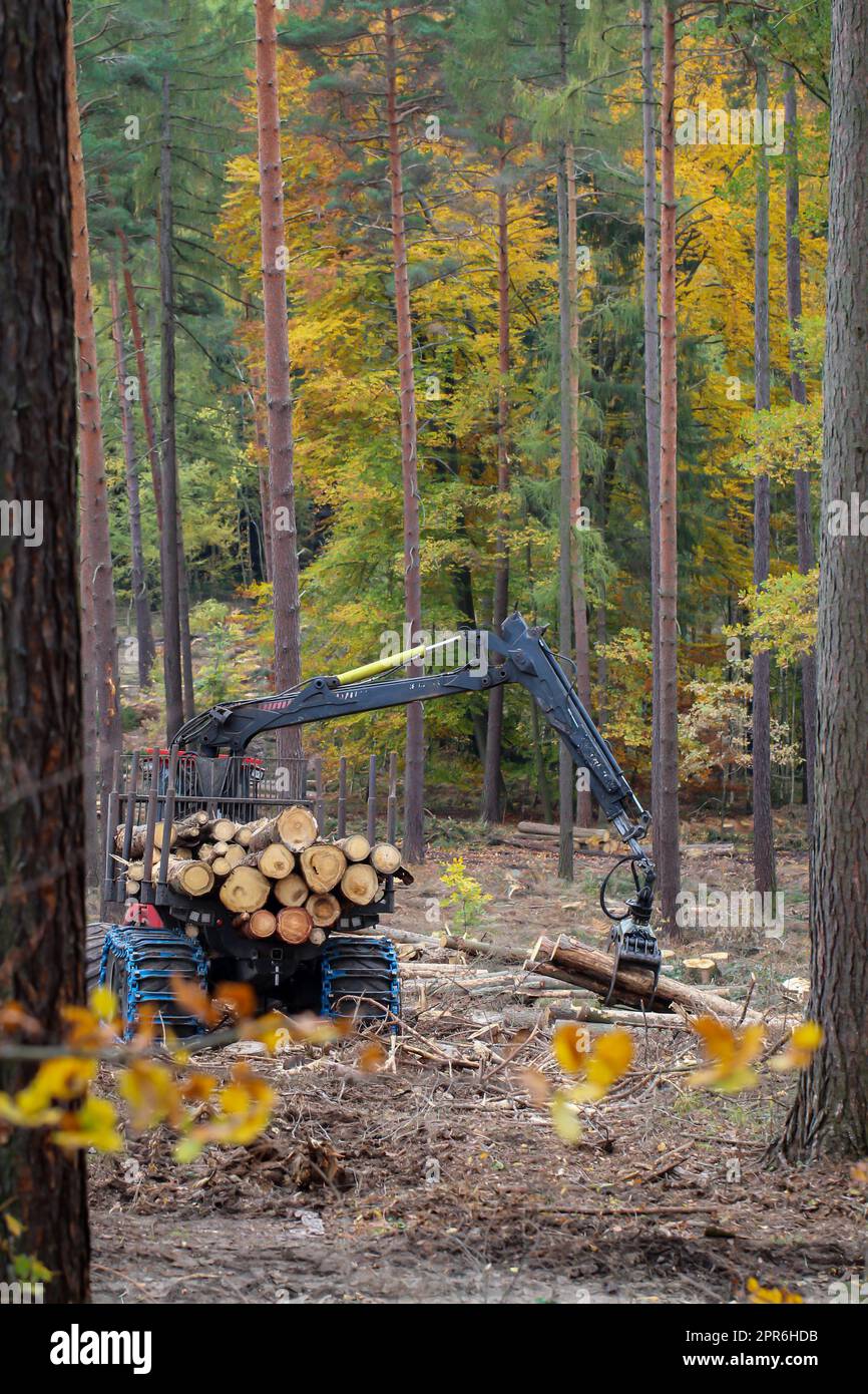 A forestry worker retrieves felled tree trunks from the forest with a ...