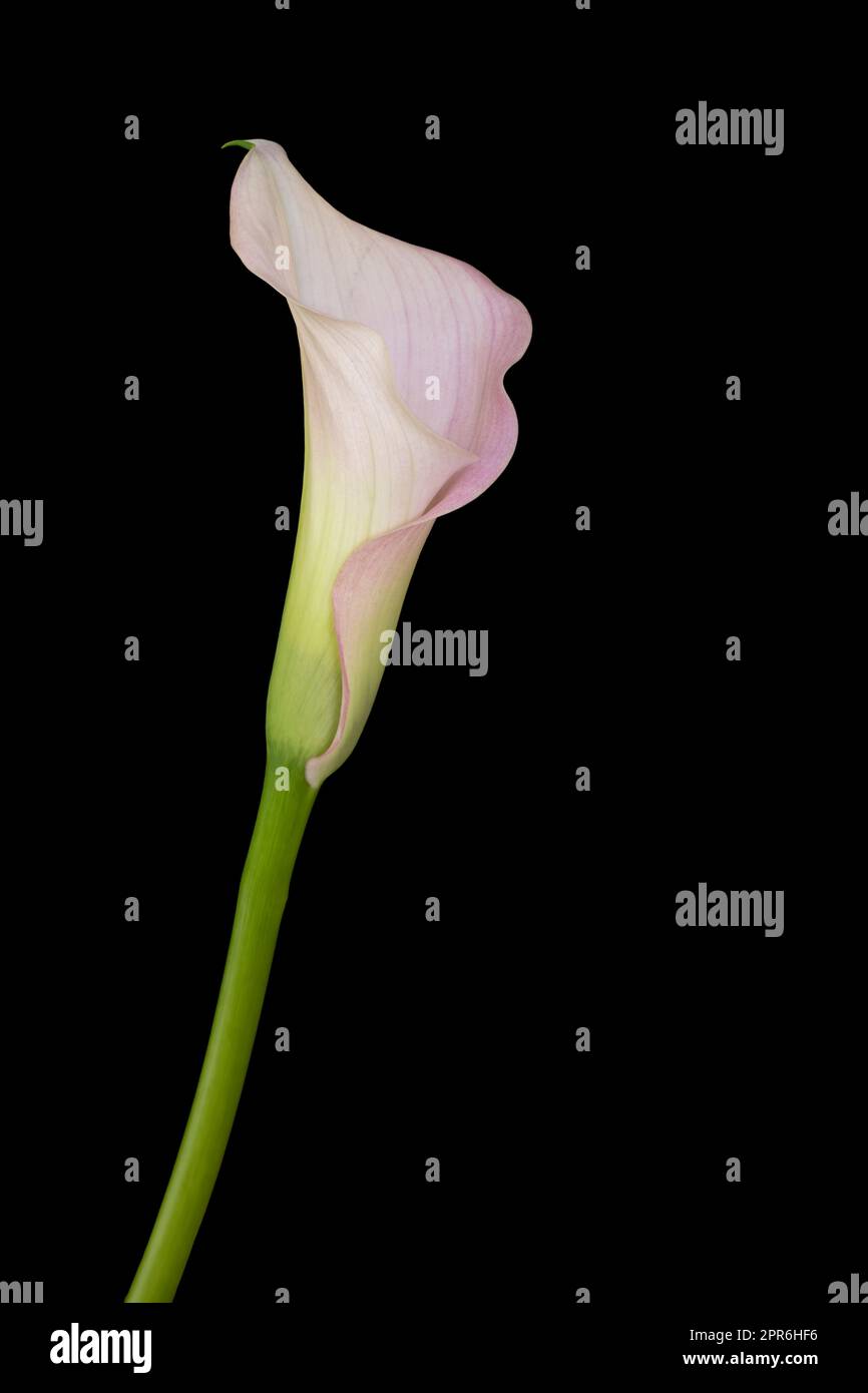 Single Calla flower on black background Stock Photo