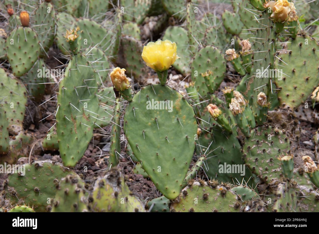 green Phyllocactus with Spikes in the desert Stock Photo - Alamy