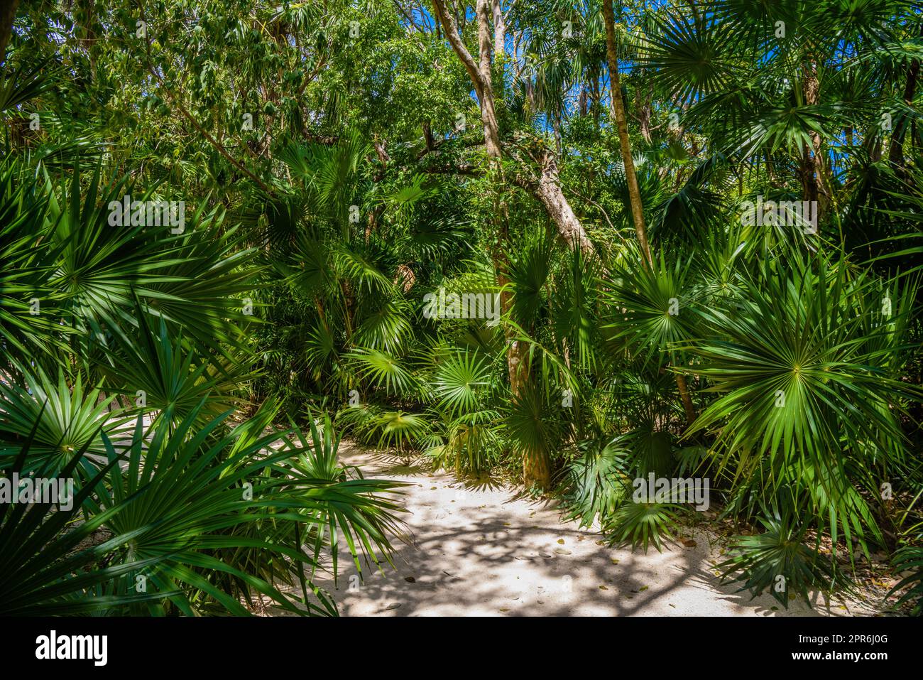 Walking trail path in rain tropical forest jungles near Playa del Carmen, Riviera Maya, Yu atan, Mexico Stock Photo