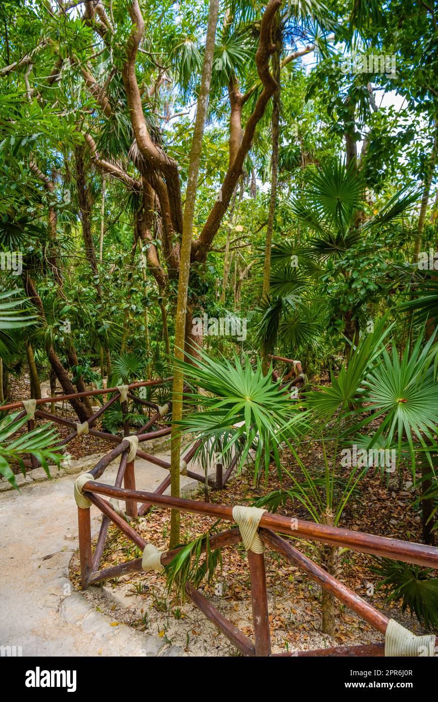 Walking trail path in rain tropical forest jungles near Playa del Carmen, Riviera Maya, Yu atan, Mexico Stock Photo