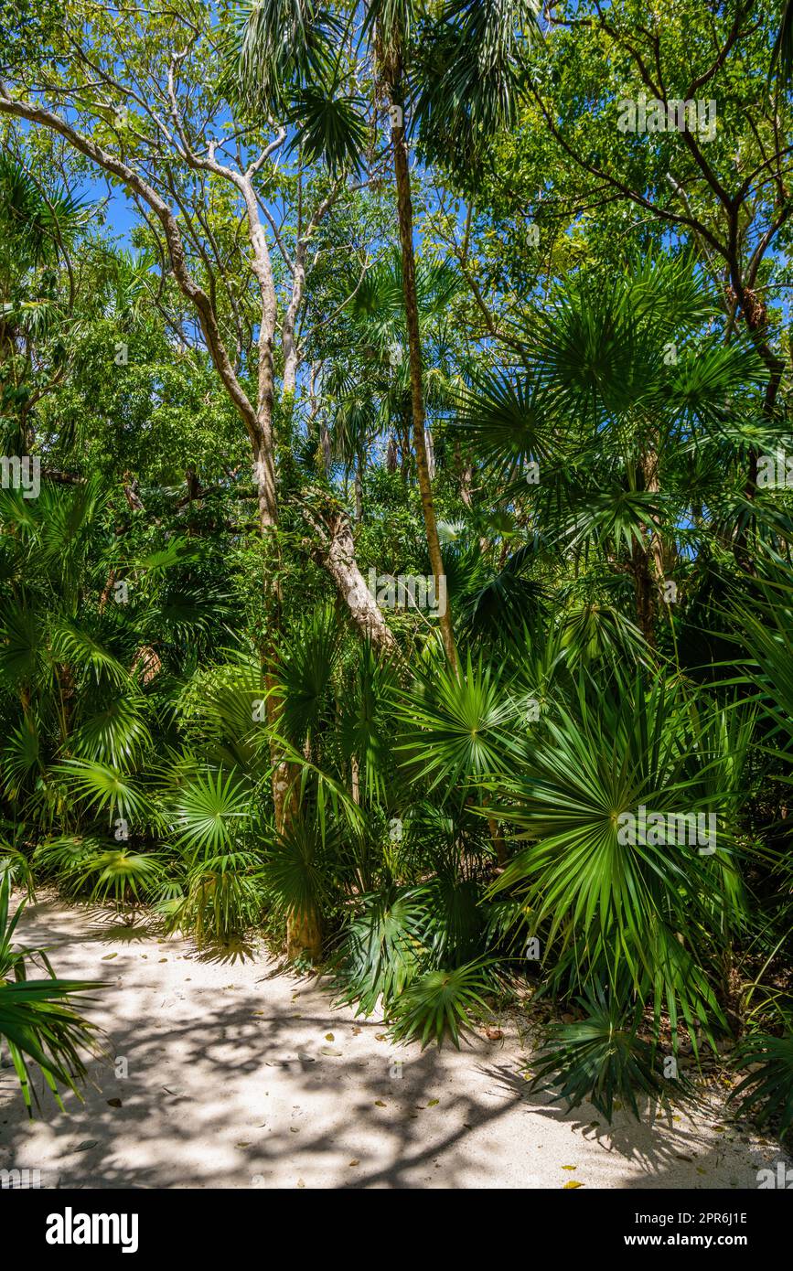 Walking trail path in rain tropical forest jungles near Playa del Carmen, Riviera Maya, Yu atan, Mexico Stock Photo