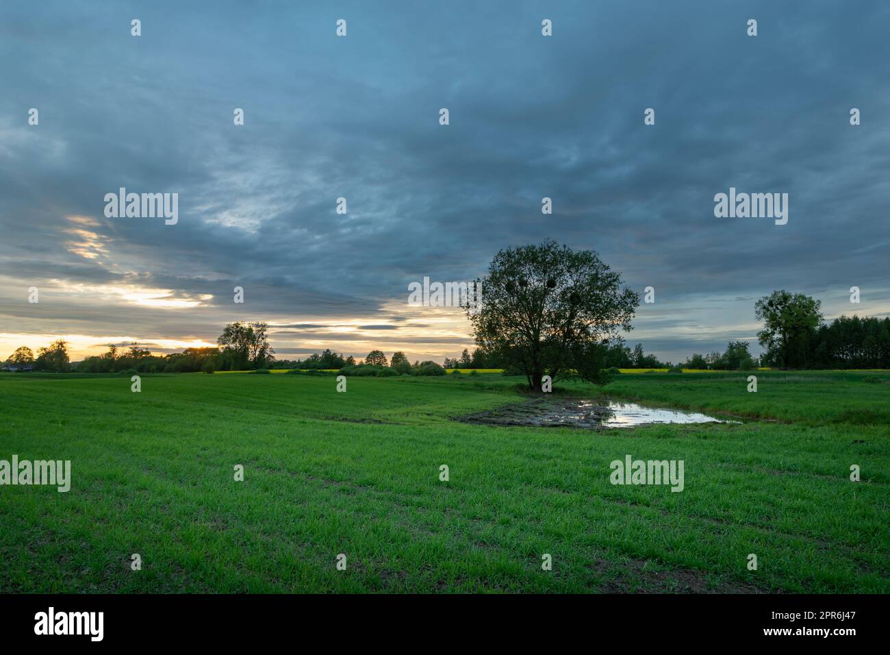 Wheat field tree sunset hi-res stock photography and images - Alamy