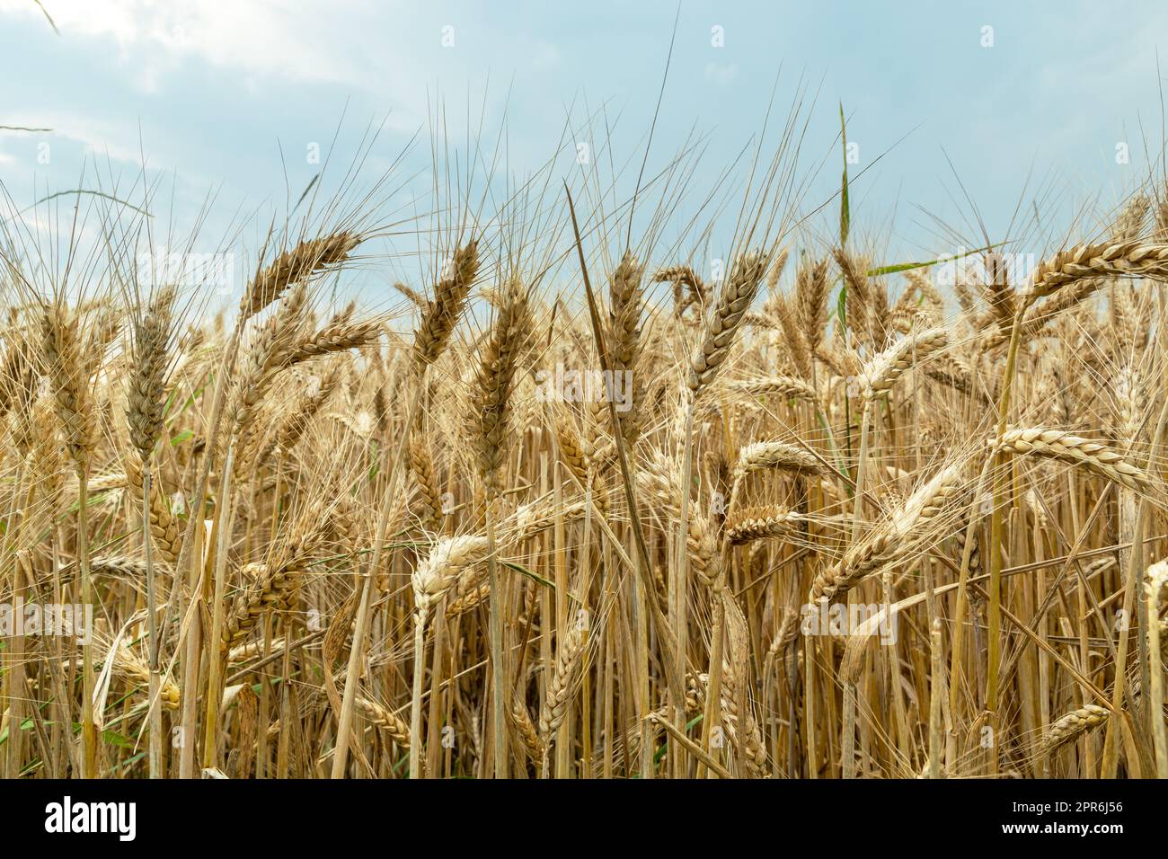 Golden ears of grain and cloudy sky Stock Photo - Alamy