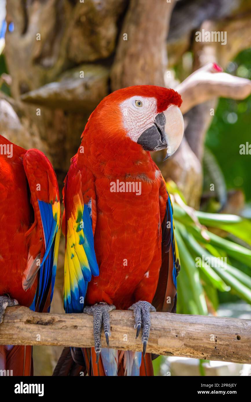 2 scarlet macaws Ara macao , red, yellow, and blue parrots sitting on the brach in tropical forest, Playa del Carmen, Riviera Maya, Yu atan, Mexico Stock Photo