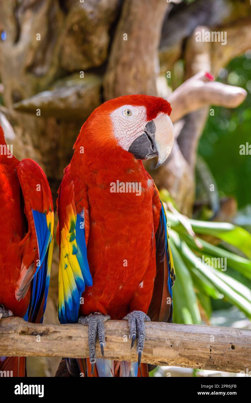 2 scarlet macaws Ara macao , red, yellow, and blue parrots sitting on the brach in tropical forest, Playa del Carmen, Riviera Maya, Yu atan, Mexico Stock Photo