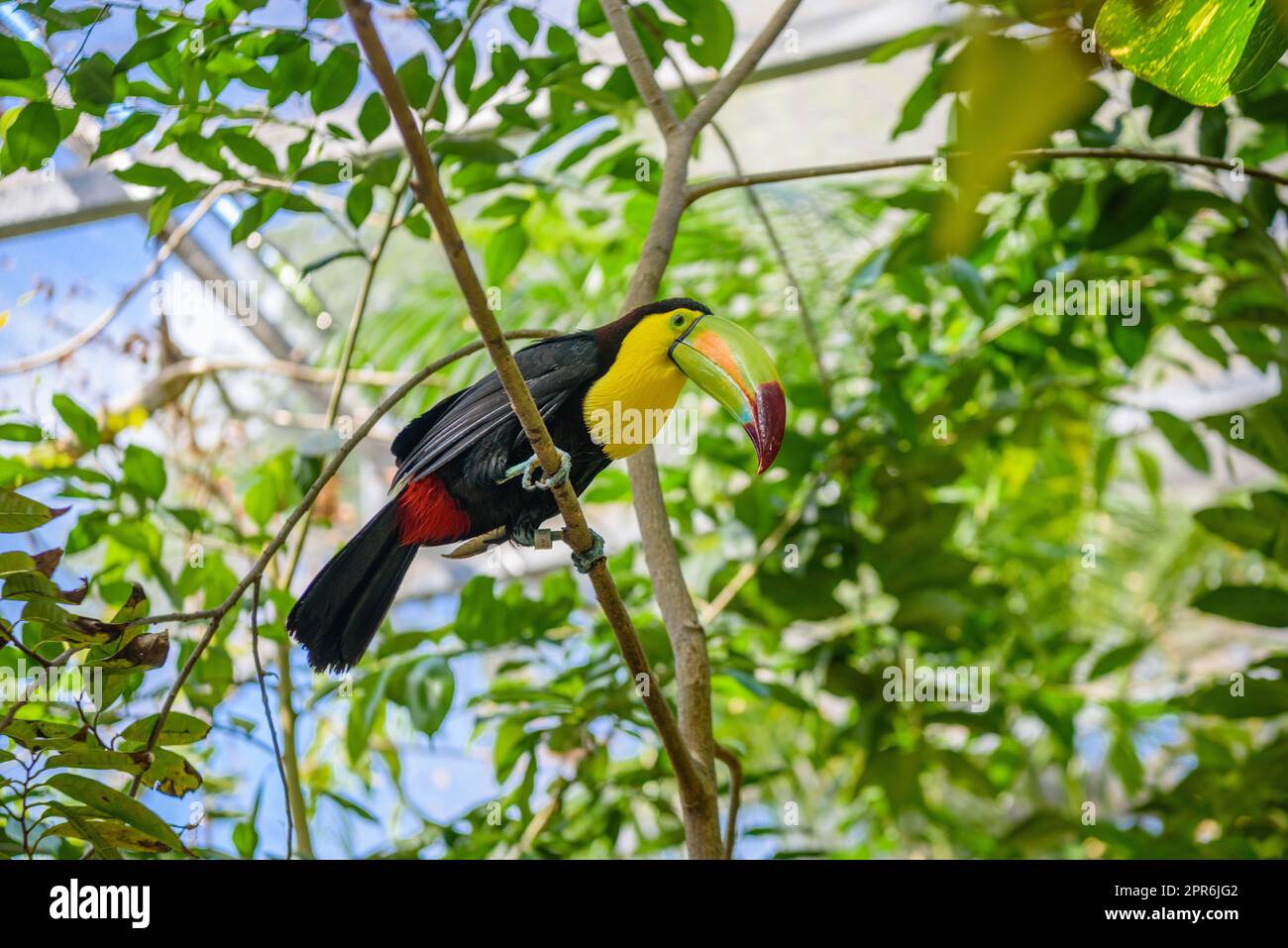 Keel-billed Toucan, Ramphastos sulfuratus, bird with big bill sitting on the branch in the forest, nature travel in central America, Playa del Carmen, Riviera Maya, Yu atan, Mexico Stock Photo