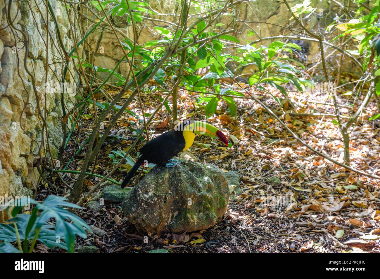 Keel-billed Toucan, Ramphastos sulfuratus, bird with big bill sitting on the branch in the forest, nature travel in central America, Playa del Carmen, Riviera Maya, Yu atan, Mexico Stock Photo