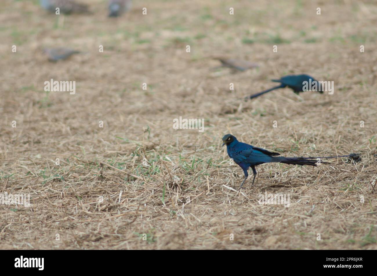Long-tailed glossy starlings Lamprotornis caudatus in a meadow. Stock Photo