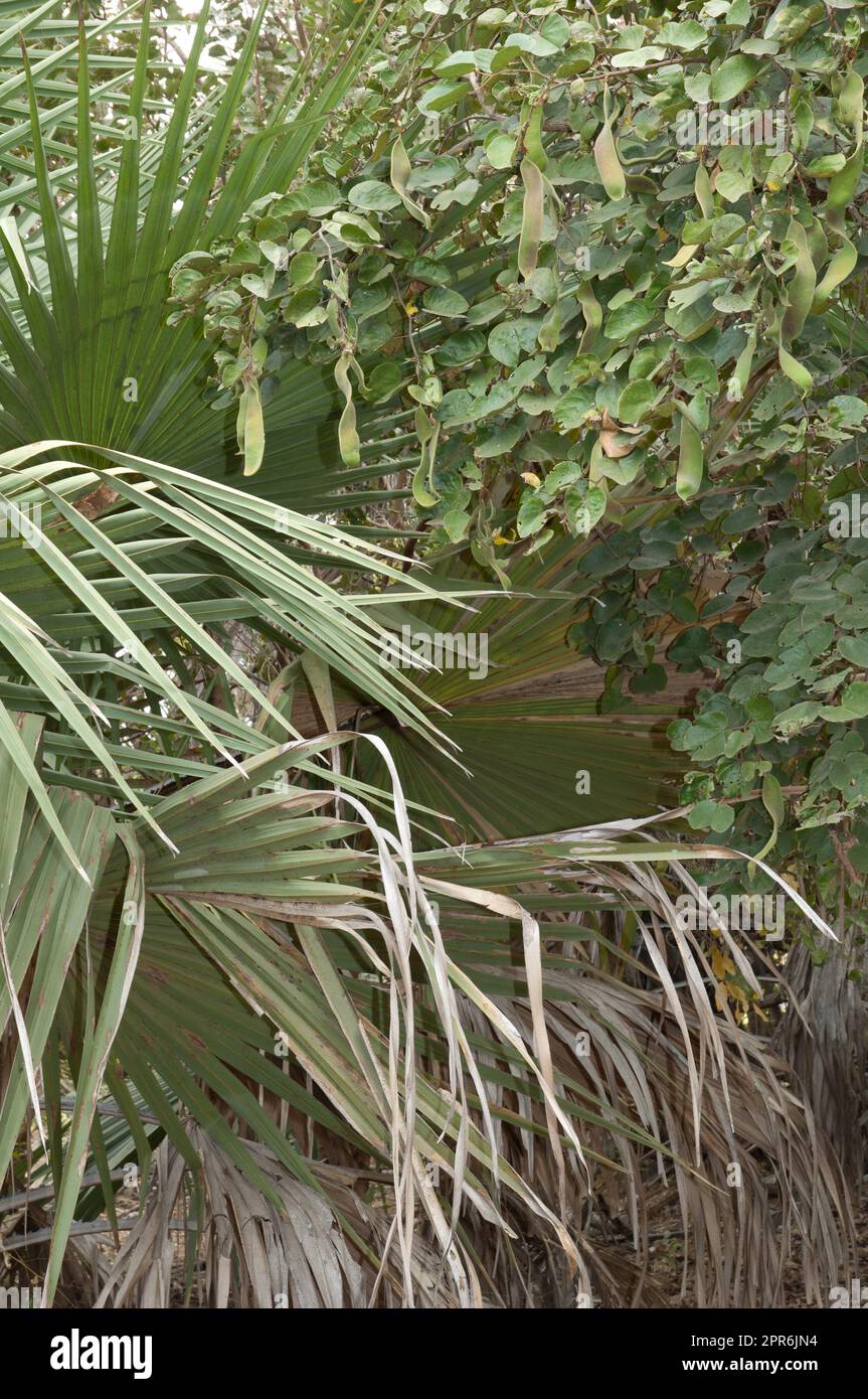 Palm and shrub in Niokolo Koba National Park. Stock Photo