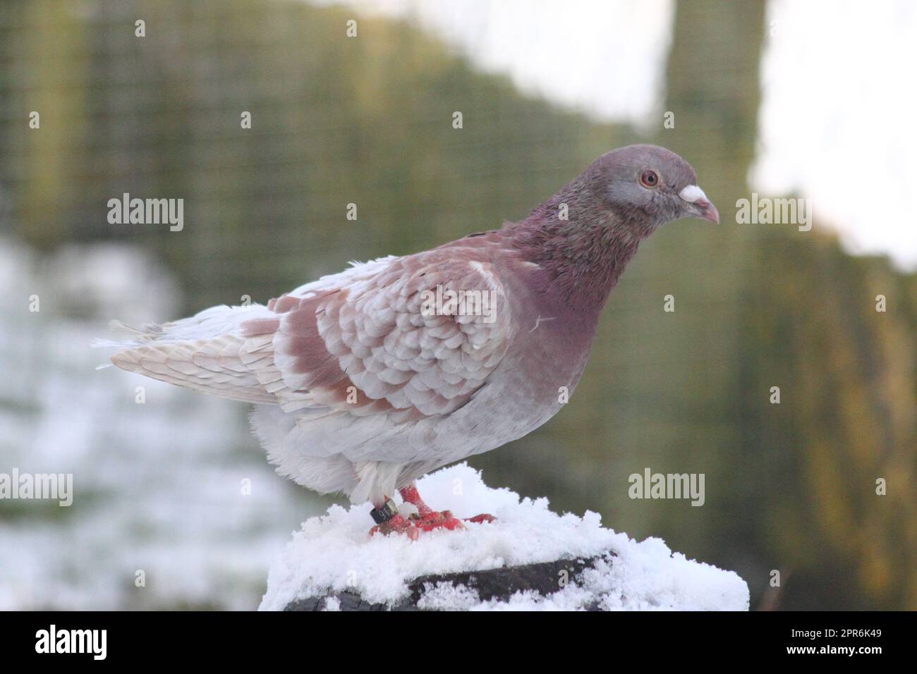 Stadsduif Stadttaube City pigeon (Columba livia forma domestica Stock Photo - Alamy