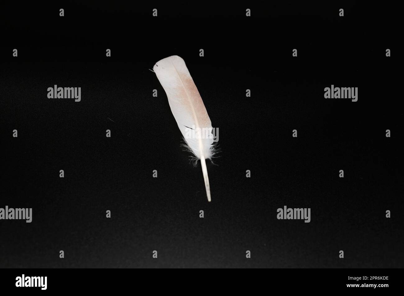 white feather on black background Stock Photo