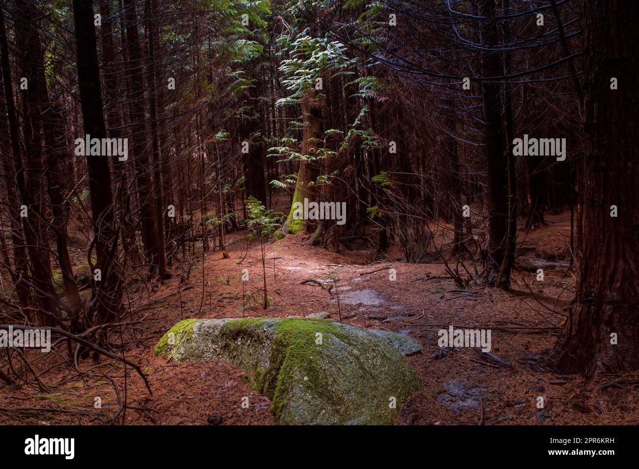 The moss on the rocks Stock Photo - Alamy