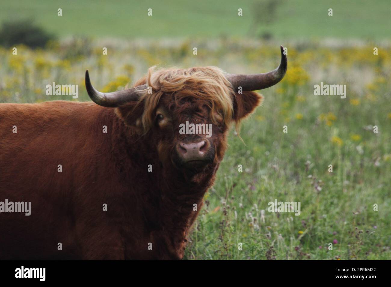 Rindvieh cattle hi-res stock photography and images - Alamy