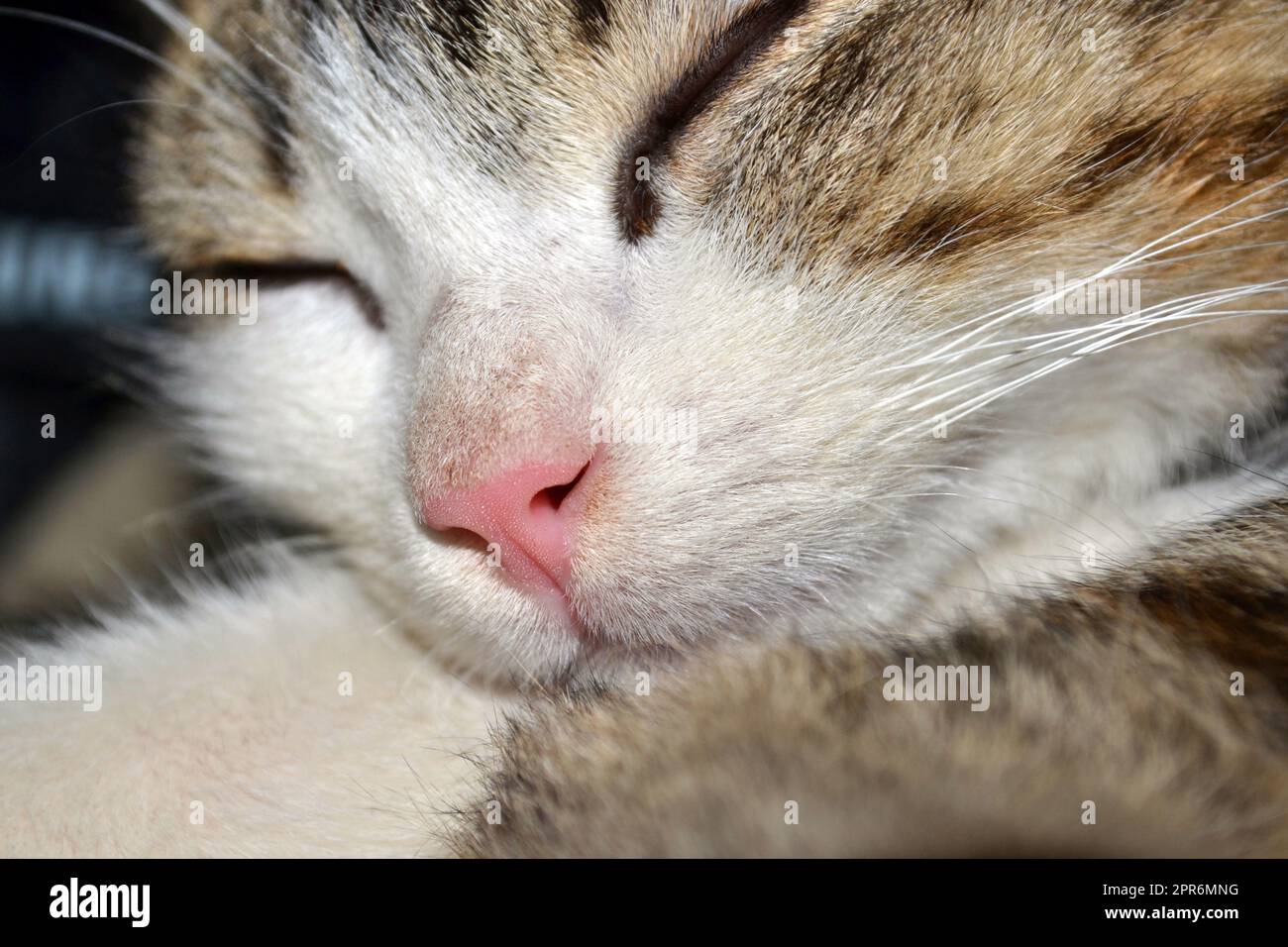 Cat pink nose close up Stock Photo