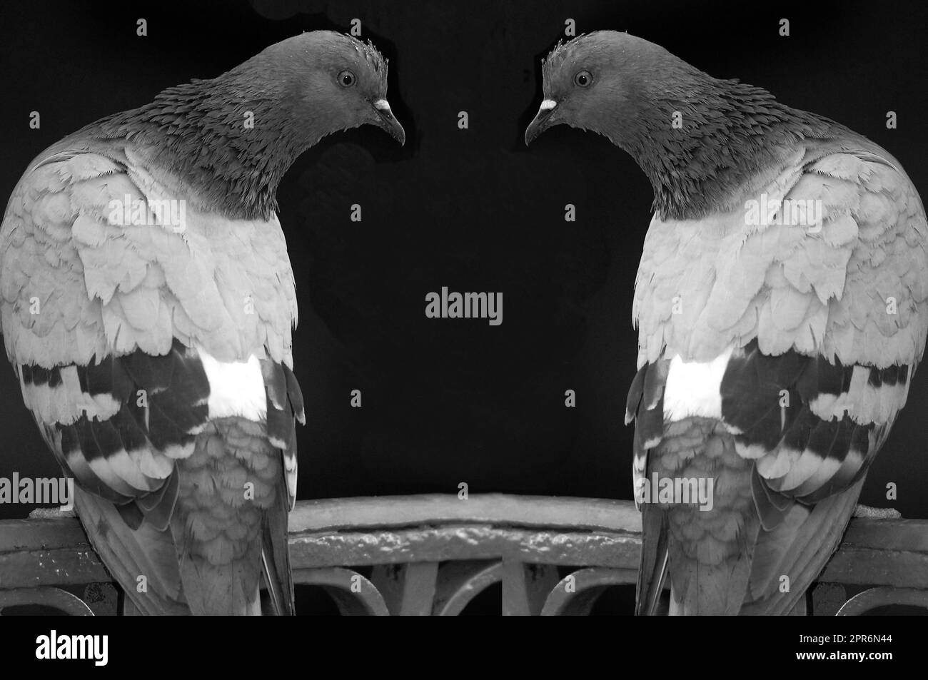 Pigeons Black and White Stock Photos & Images Alamy