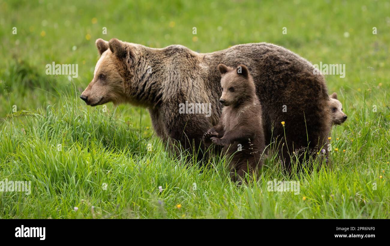 Brown bear with small juveniles observing on grassland. Stock Photo