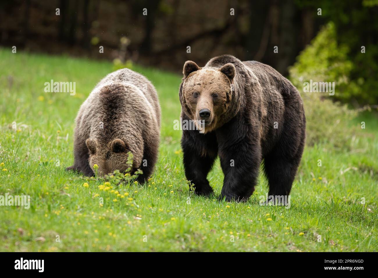 Pair of brown bears walking on meadow in rutting season Stock Photo