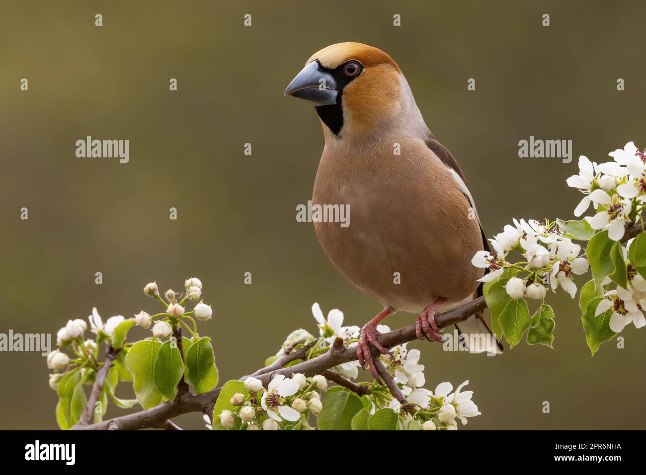 Hawfinch sitting on branch with wildflowers in spring Stock Photo