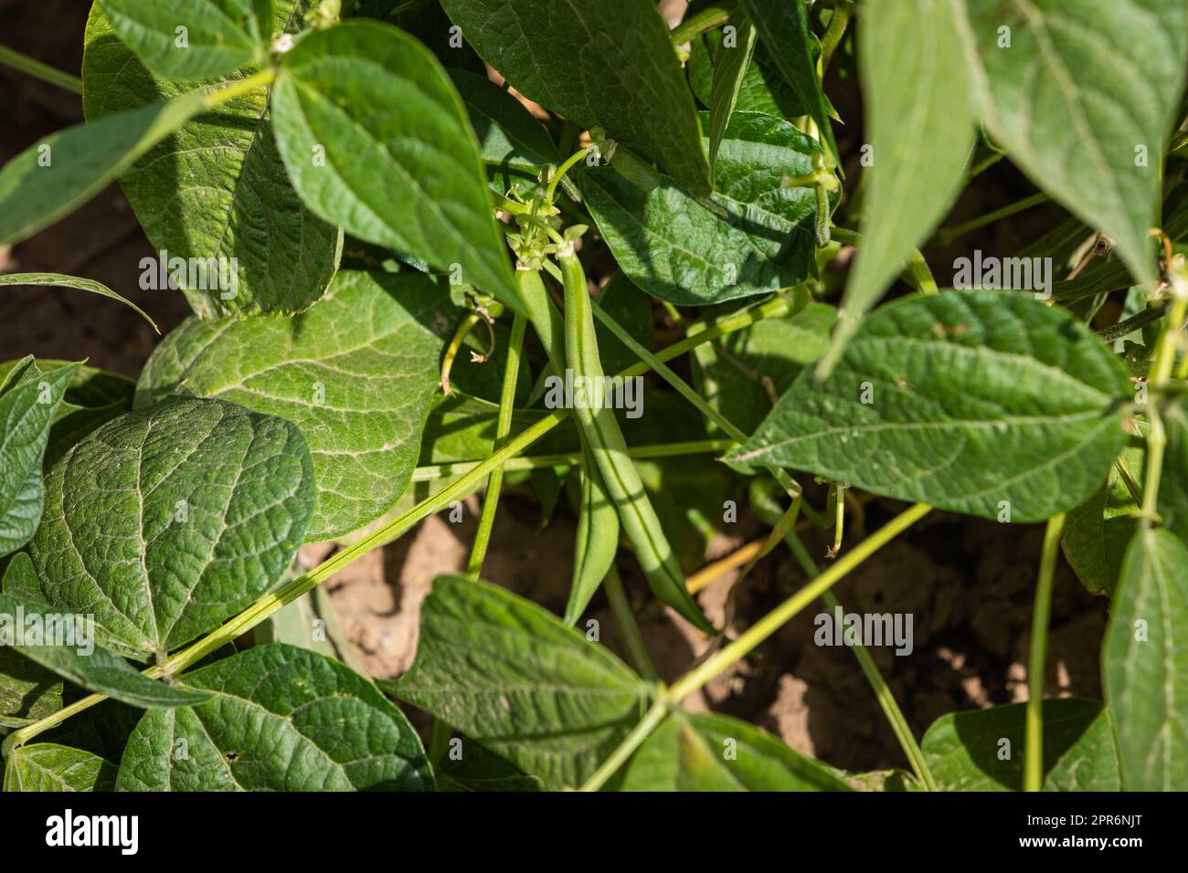 detail of beans growing Stock Photo