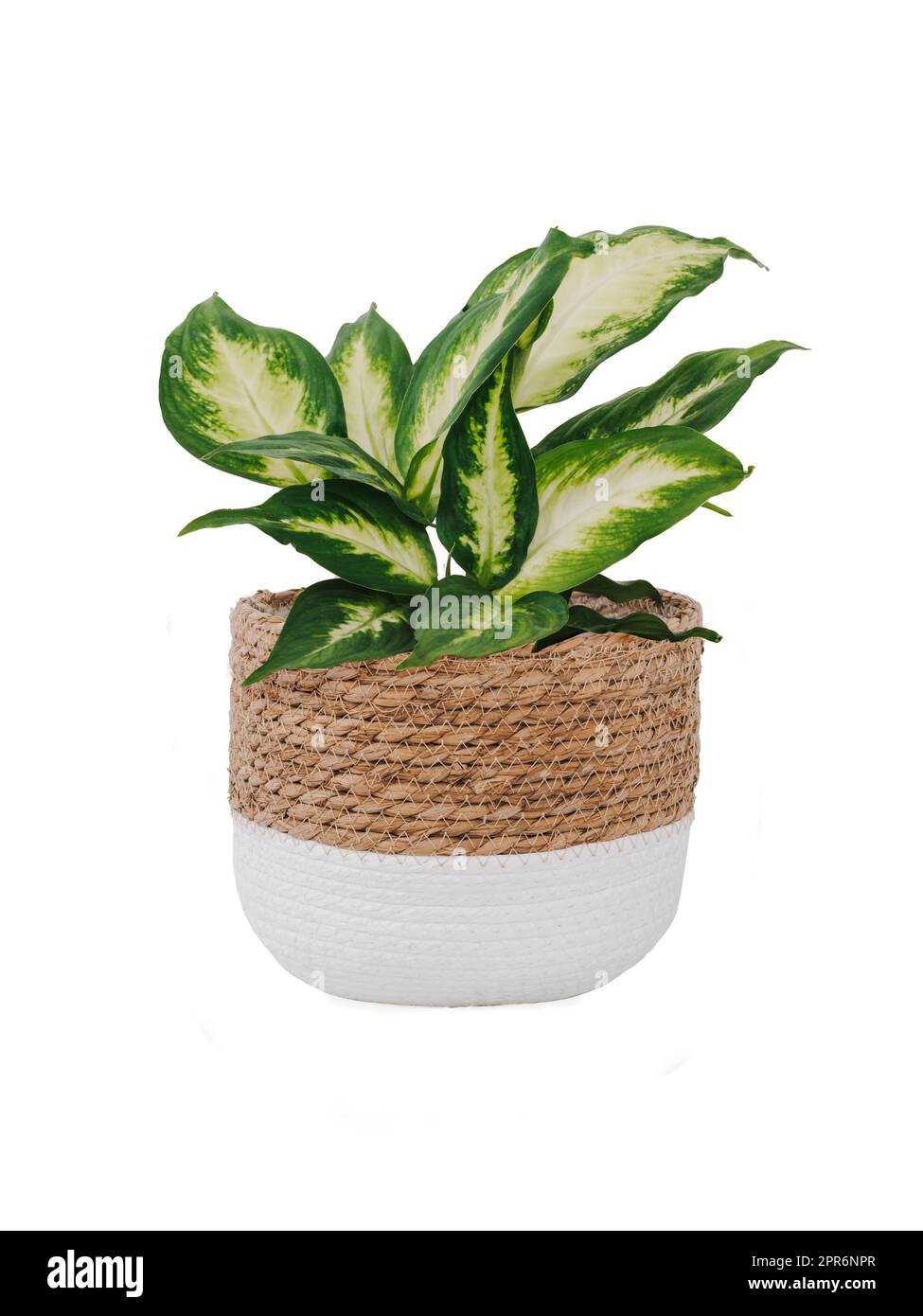 diffenbachia compacta, wicker flowerpot, isolated Stock Photo