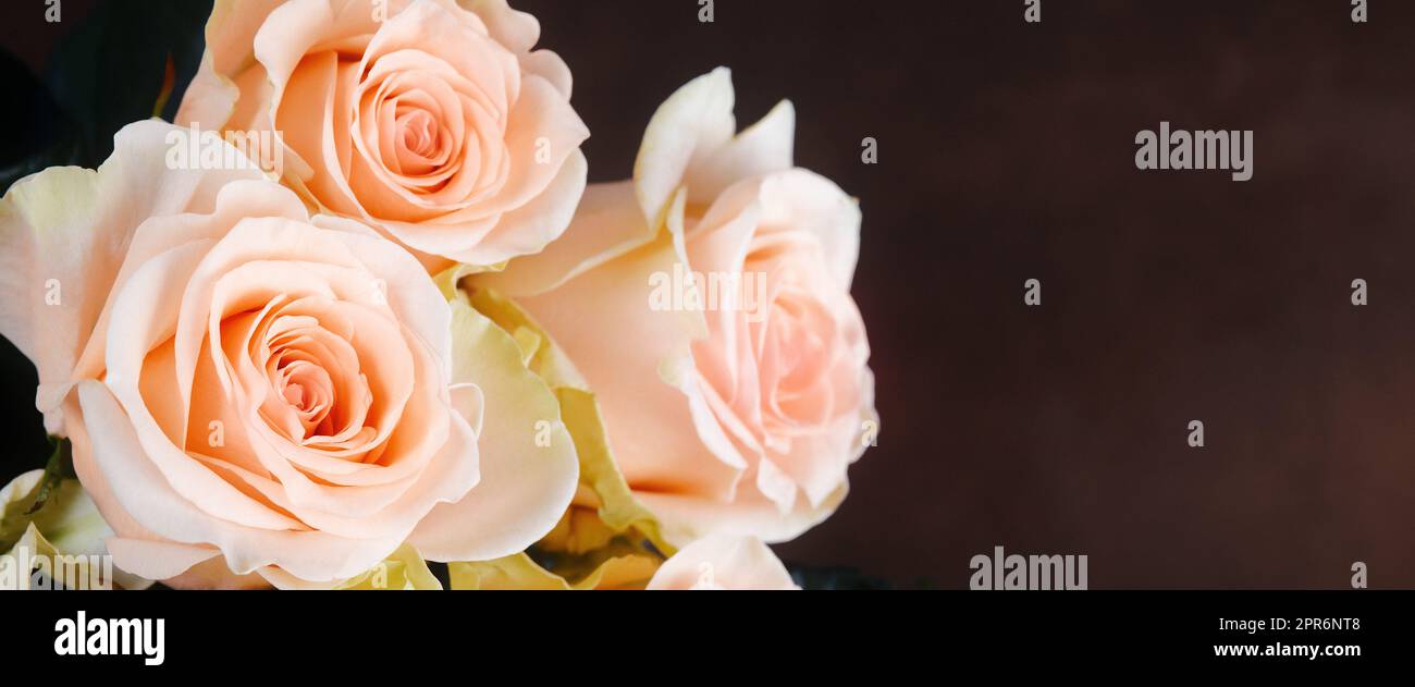 A bouquet of roses is beautiful, fresh, bright on a dark brown background. Stock Photo