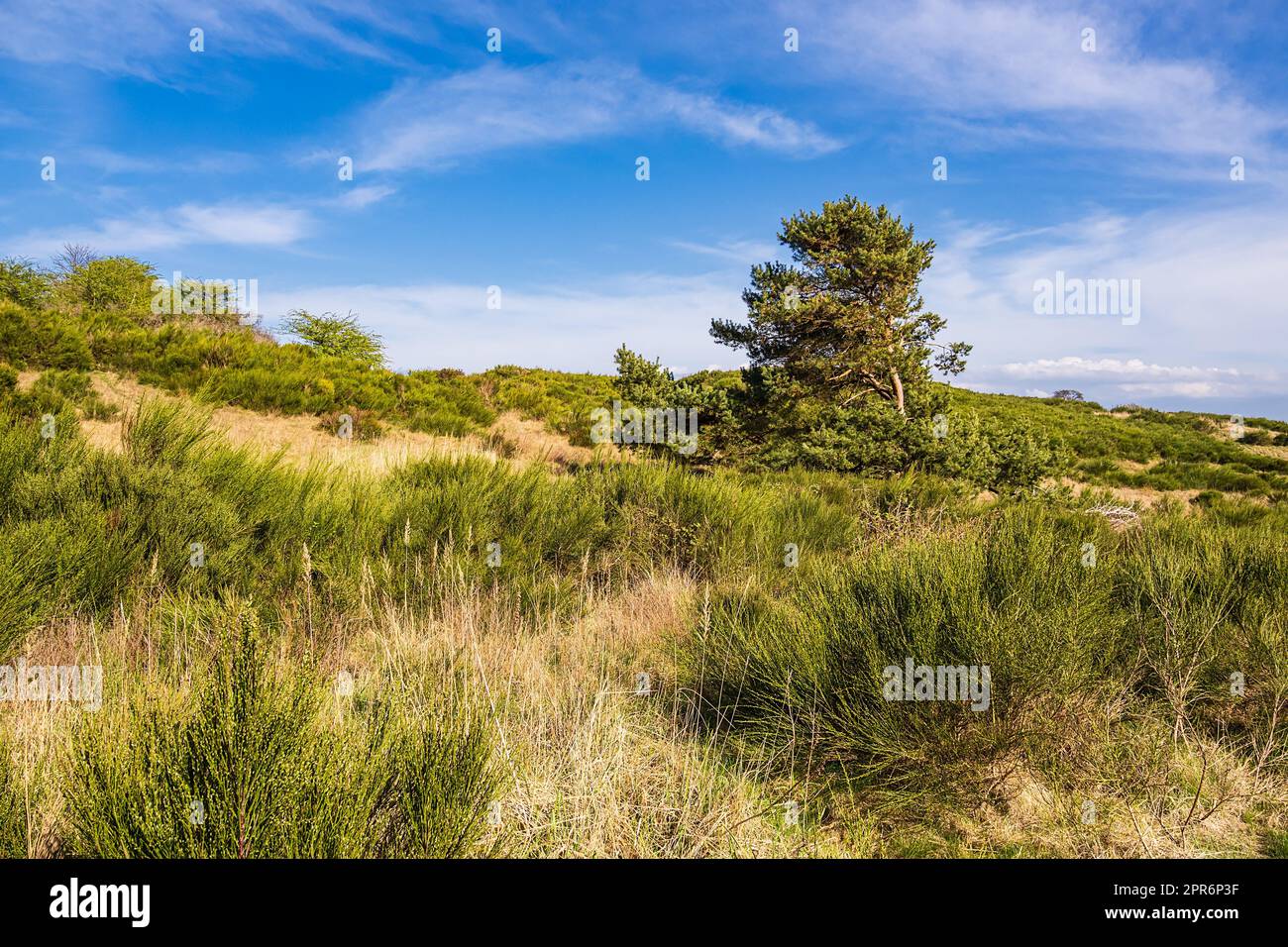 Landscape with tree on the island Hiddensee, Germany Stock Photo